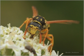 <p>VOSÍK FRANCOUZSKÝ (Polistes gallicus) ---- /species of paper wasp - Faltenwespe/</p>